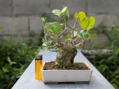 2026年最新】オオハマボウの人気アイテム - メルカリ