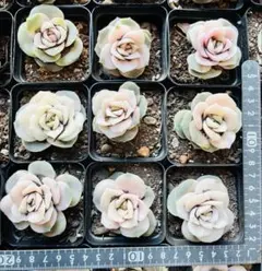 ❤️専用出品❤️ラブリーローズ錦❤️葉挿しっ子③❤️           ★セール♪★ 2026年最新】多肉ラブリーローズの人気アイテム - メルカリ