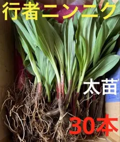 北海道産 行者ニンニク アイヌネギ ヒトビロ 根付き 苗 山菜 100本 