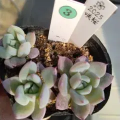 2025年最新】メキシカンジャイアントの人気アイテム - メルカリ