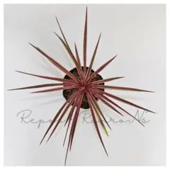 ユッカ：アロイフォリア・斑入り（5号）バリエガータ　斑入りユッカ　耐寒性