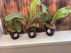 Nagi plants様 リクエスト 2点 まとめ商品