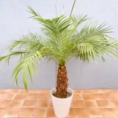 送料込み カナリーヤシ 形状良 新築 鉢植え 現品 - メルカリ