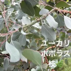 포포러스 유칼립투스 분기 건조 꽃 생화 생잎 잎 브랜치 절화 말린 꽃