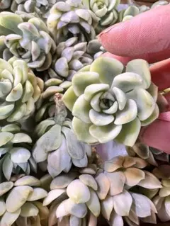 ☆ノリスケ☆プロフ読んでね様 リクエスト 4点 まとめ商品