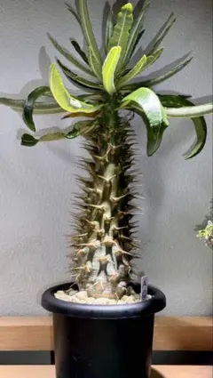 2025年最新】パキポディウム アンボンゲンセの人気アイテム - メルカリ