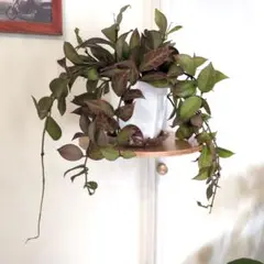 2025年最新】観葉植物ホヤの人気アイテム - メルカリ