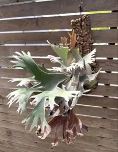 OC子株 platycerium elsaエルサ 胞子2ビカクシダ コウモリラン - メルカリ