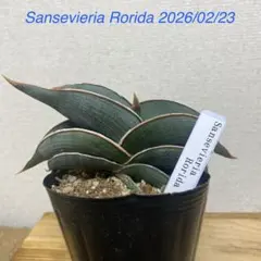 2026年最新】サンスベリア ロリダの人気アイテム - メルカリ