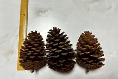 松ぼっくり 3個　自然素材 クリスマスリース ハンドメイド