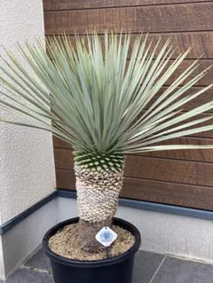 ユッカロストラータ メキシコ株2本 - メルカリ