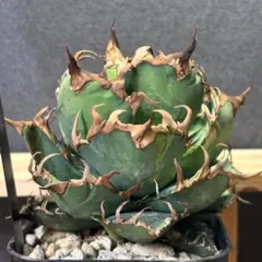 2026年最新】アガベ シーザー 親株の人気アイテム - メルカリ