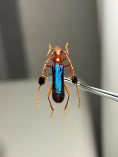 イルカの耳骨【大きさ2.7㎝】 - メルカリ