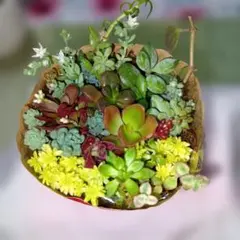 多肉植物アレンジメント ❤カット苗＆根付き❤