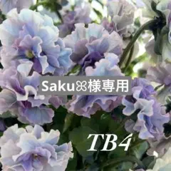 Sakuꕤ様専用•*¨*•.¸♬︎のサムネイル