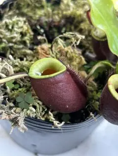 サ*バ様 食虫植物　ネペンテス　N.アンプラリア　ブラックミラクル　頂芽挿し木苗 食虫植物 ネペンテス N.アンプラリア ブラックミラクル 頂芽