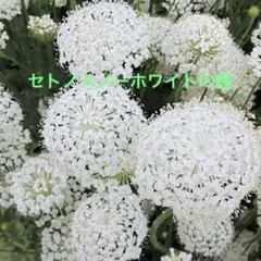セトノスノーホワイトの種 セトノスノーホワイトの種 - メルカリ