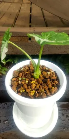 2025年最新】アロカシア オキナワシルバーの人気アイテム - メルカリ