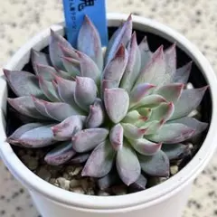多肉植物　青鬼　おらいさん苗クローン　抜き苗