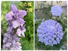花の種 2種 千鳥草 ラークスパーアールグレイ＆ブルーレースフラワーの種のサムネイル