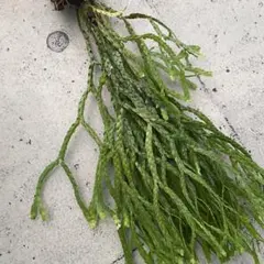 2025年最新】フペルジアの人気アイテム - メルカリ