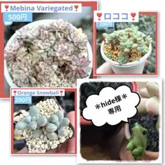 hide様 リクエスト 3点 まとめ商品