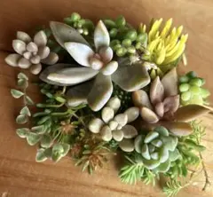多肉植物　カット苗セット　A