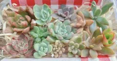 多肉植物　カット苗　サービス品セット　※訳あり