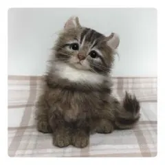 女優さんみたいなリリアちゃん♡ミヌエット子猫♡アートドール♡ぬいぐるみ♡ 女優さんみたいなリリアちゃん♡ミヌエット子猫♡アートドール
