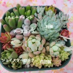 多肉植物　寄せ植え用　詰め合わせ　多肉弁当9Cmポット入り☆⡱☆⡱