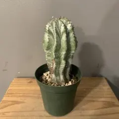 2025年最新】ゼブラホリダの人気アイテム - メルカリ