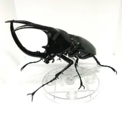 モーレンカンプオオカブト 翅・スタンド付き【未開封】