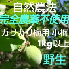 青梅　カリカリ梅用　完全農薬不使用(自然農法)　手摘み小梅　1kg以上！のサムネイル