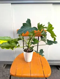 フィロデンドロン セローム 実生緑斑 継続するかは不明 観葉植物 鉢植えごと発送 フィロデンドロン セローム 実生緑斑 継続するかは不明 観葉植物