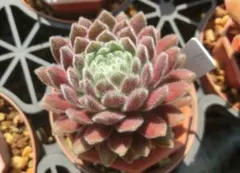 2026年最新】センペルビウムの人気アイテム - メルカリ