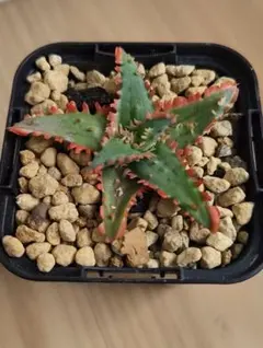 2026年最新】アロエ ハイブリットの人気アイテム - メルカリ