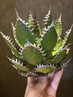 アガベ イリュージョン Illusion Agave Illusion アガベ イリュージョン ハイブリッド hybrid - メルカリ
