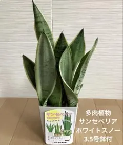 2025年最新】サンスベリア斑入りの人気アイテム - メルカリ