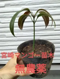 宮崎マンゴー 苗木 無農薬 ポットのま ま発送 マンゴー苗木 マンゴー苗