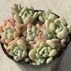 2026年最新】葉挿しの人気アイテム - メルカリ