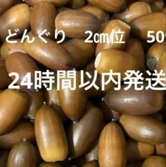 どんぐり　50個