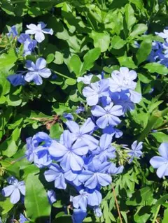 クロシバ様専用、ルリマツリ(プルンバーゴ)、ポット苗2鉢