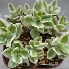 爽やか♪斑入りベビーサンローズ抜き苗①長め☆しっかり根付き苗　夏に花咲く