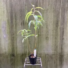 ①レモンユーカリ　苗木♡大きめ♡