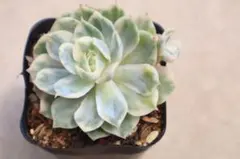 多肉植物⭐️オウンスロー⭐️韓国苗育成 抜き苗 g22 - メルカリ