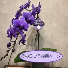 2026年最新】胡蝶蘭 ブルージーンの人気アイテム - メルカリ