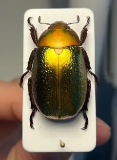 最終値下 プラチナコガネ 19種26頭セット ドイツ箱付 - メルカリ
