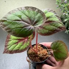 専用❣️Begonia sp.Kanowit ベゴニア カノウィット❣️原種ベゴニア