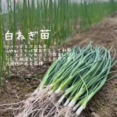 0-0様 リクエスト 2点 まとめ商品