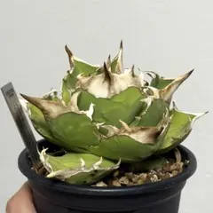 アガベ オテロイ オアハカ メキシコ産 現地株【現品・菊鉢付タグ付・メルカリ便】 アガベ オテロイ オアハカ メキシコ産①現地株 子株付【菊鉢タグ付